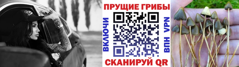 Галлюциногенные грибы прущие грибы  купить   Ильский 